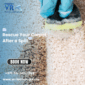 Rescue Your Carpet After a Spill MVR 85x85